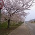 みやま公園　桜