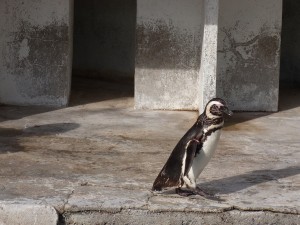 渋川マリン水族館　ペンギン